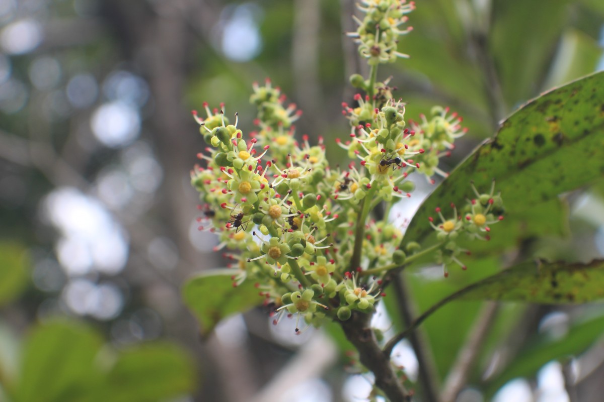 Semecarpus parvifolius Thwaites